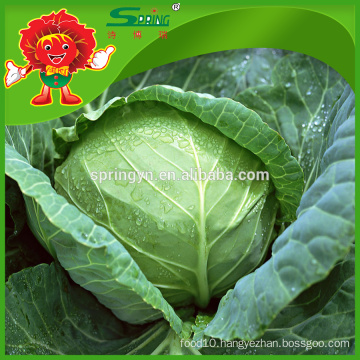 Celery cabbage Chinese cabbage
